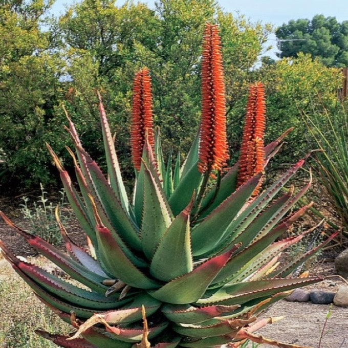 Aloe ferox plant