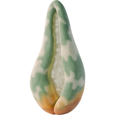 Aloe Ferox