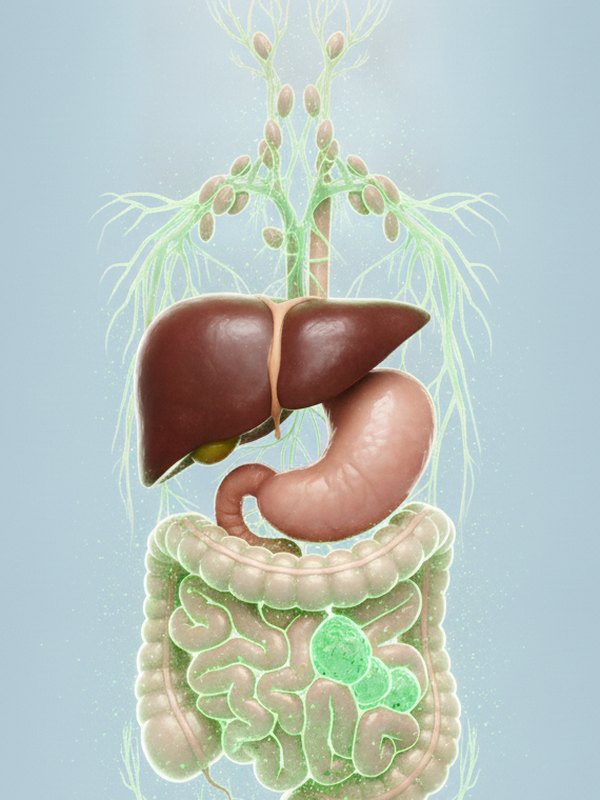 Gut, liver and lymph flowing freely