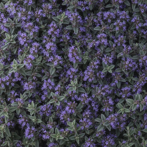 Hyssop Leaf