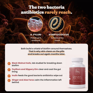 The two bacteria antibiotics rarely reach - H. pylori and Streptococcus biofilm
