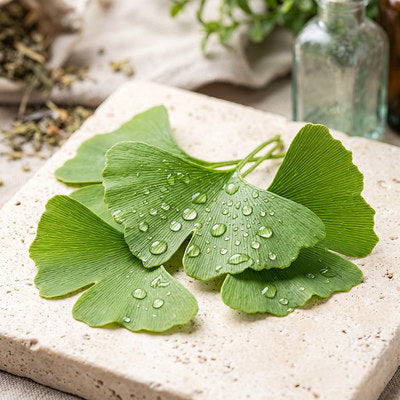 sav-stp-macro-ginkgo-opt.jpg