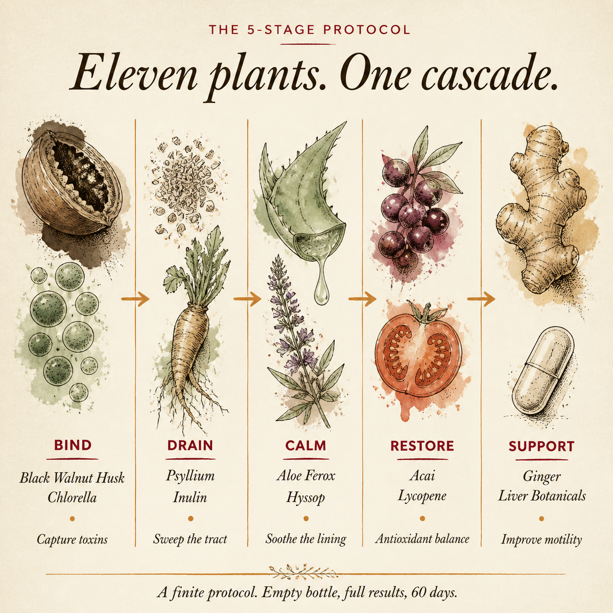 savaya ingredient organic
