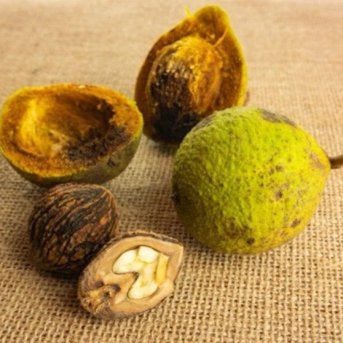 Black walnut hulls