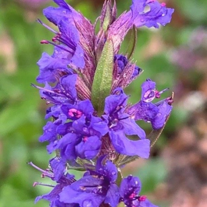 Hyssop herb