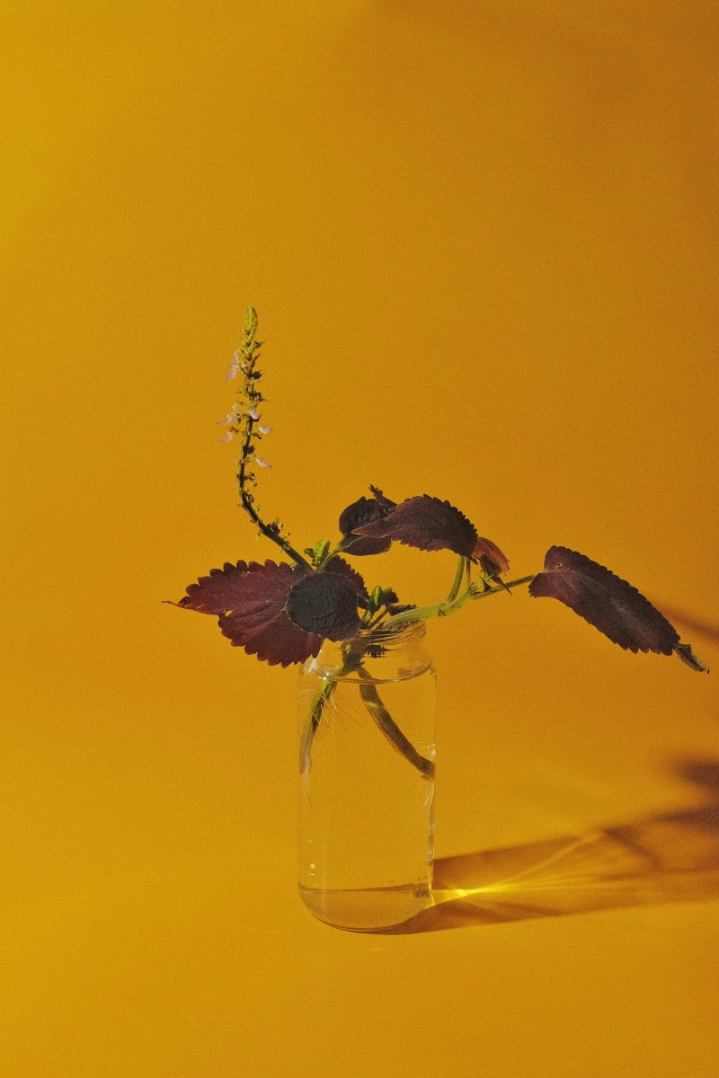 Botanical extract in glass, the inside-out approach