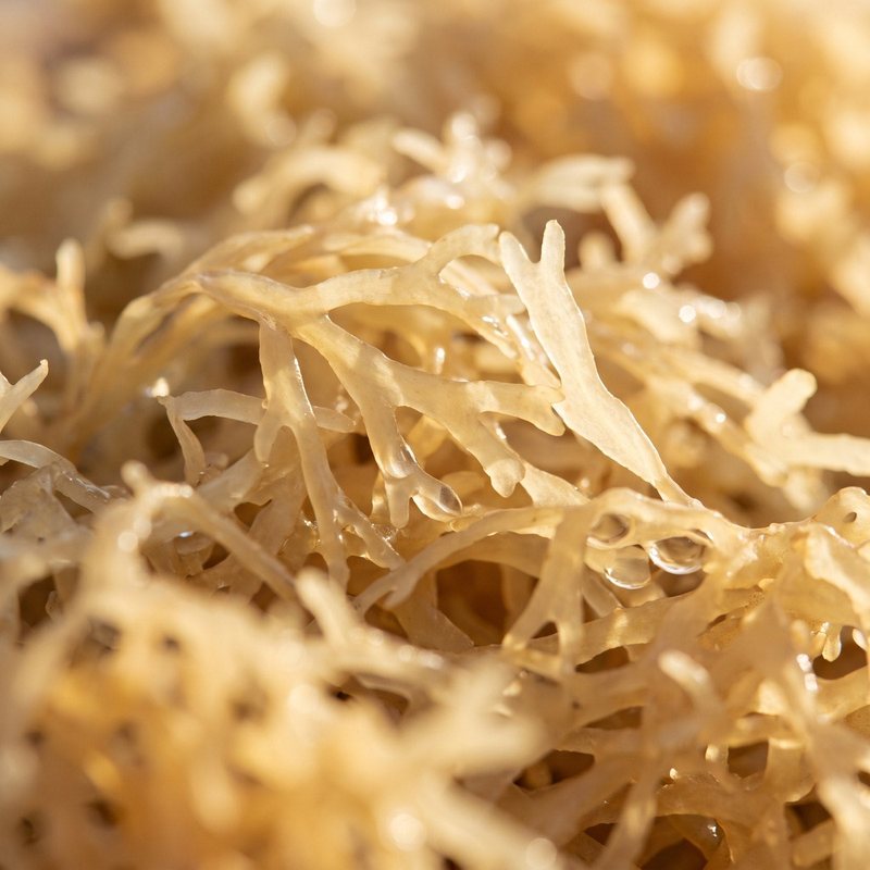Wildcrafted Irish Sea Moss